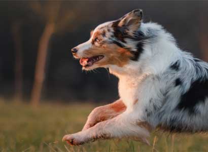 2.000 reembolsos por la compra de productos True Instinct Raw Boost o High Meat 2.000 reembolsos por la compra de productos True Instinct Raw Boost o High Meat