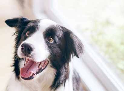 1.000 reembolsos productos DentaLife 1.000 reembolsos productos DentaLife