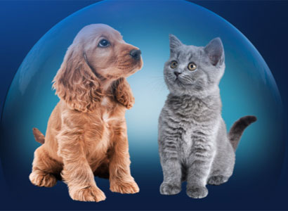 Productos Advance Puppy (800g) y Kitten (400g) Productos Advance Puppy (800g) y Kitten (400g)